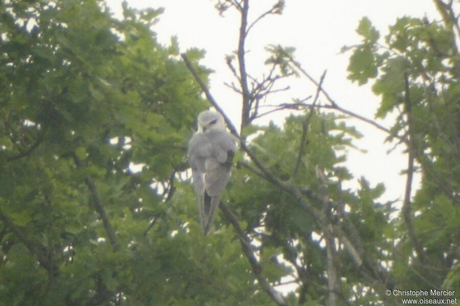 Black-winged Kite