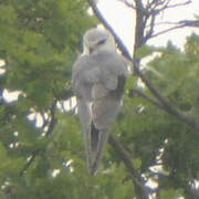 Black-winged Kite