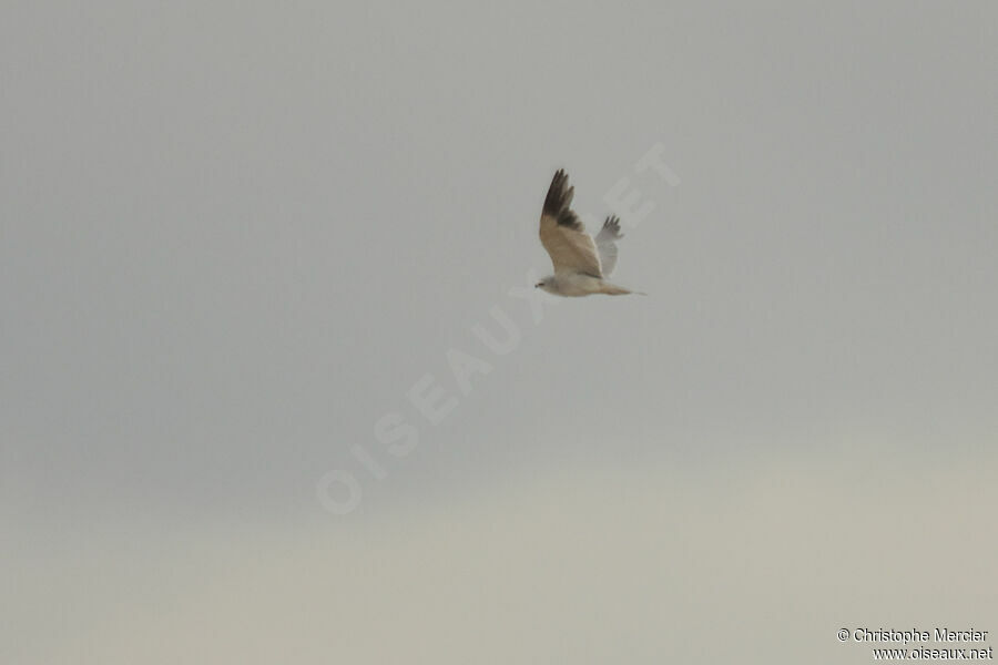 Black-winged Kite