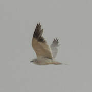 Black-winged Kite