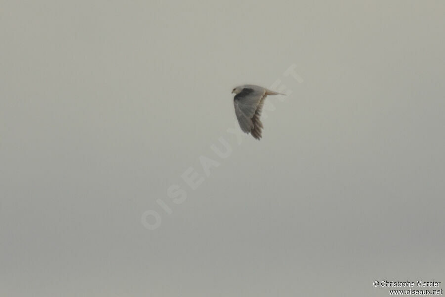 Black-winged Kite