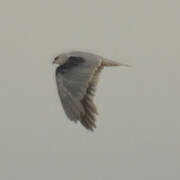 Black-winged Kite