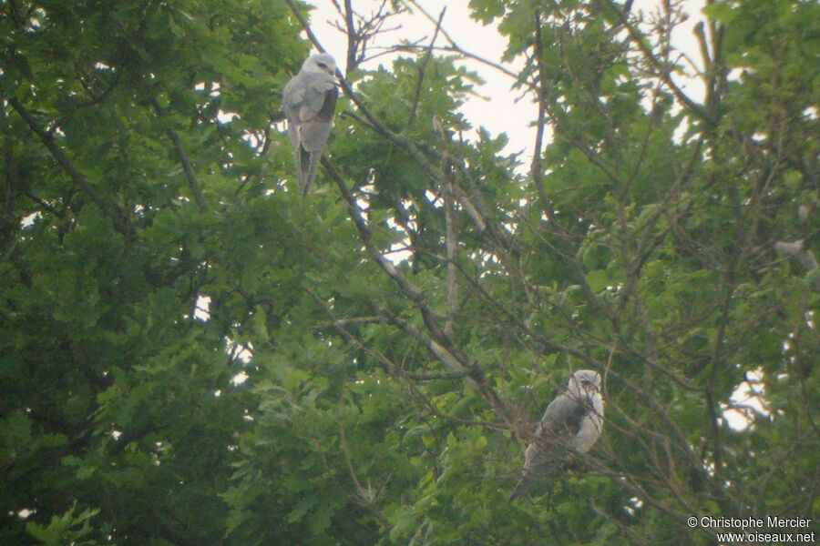 Black-winged Kite