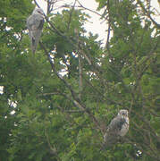 Black-winged Kite