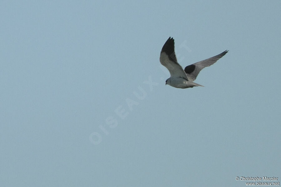 Black-winged Kite