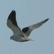 Black-winged Kite