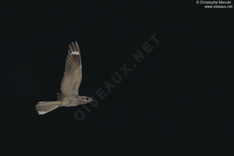 European Nightjar