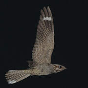 European Nightjar