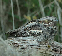 European Nightjar