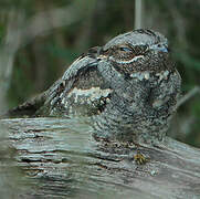 European Nightjar