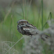 European Nightjar