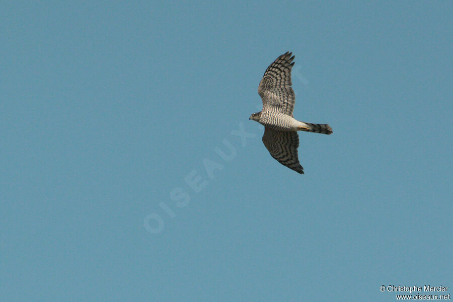 Eurasian Sparrowhawk