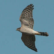 Eurasian Sparrowhawk