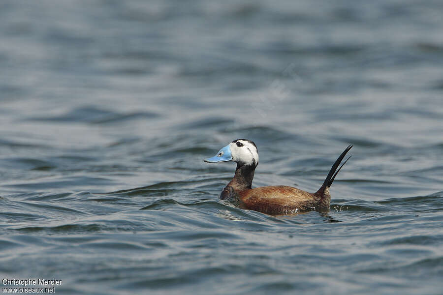 White-headed Duck male adult breeding, identification