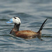 White-headed Duck