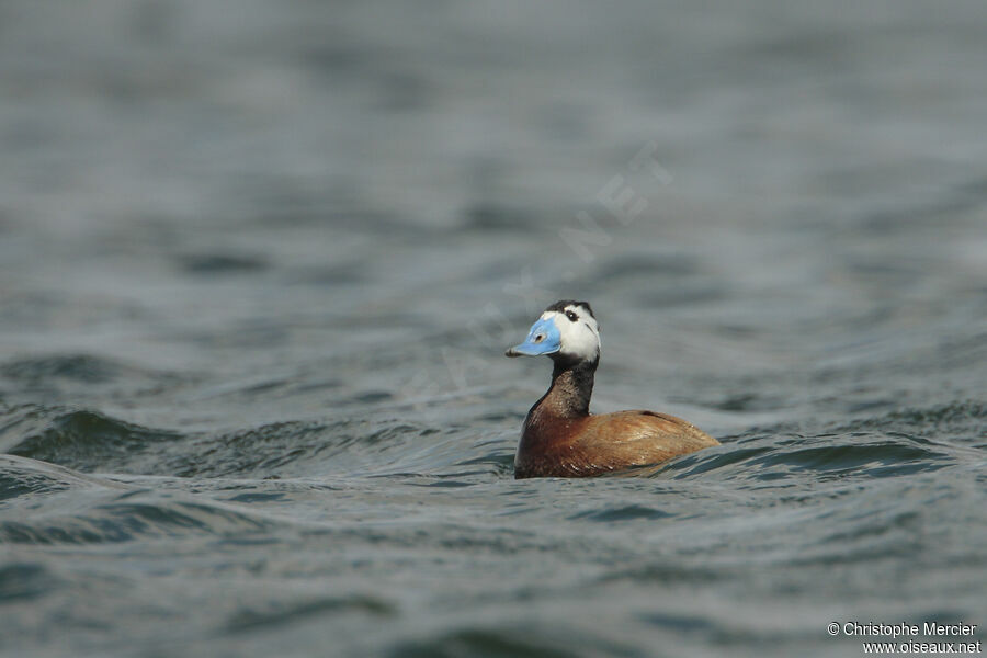 White-headed Duck