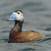 White-headed Duck