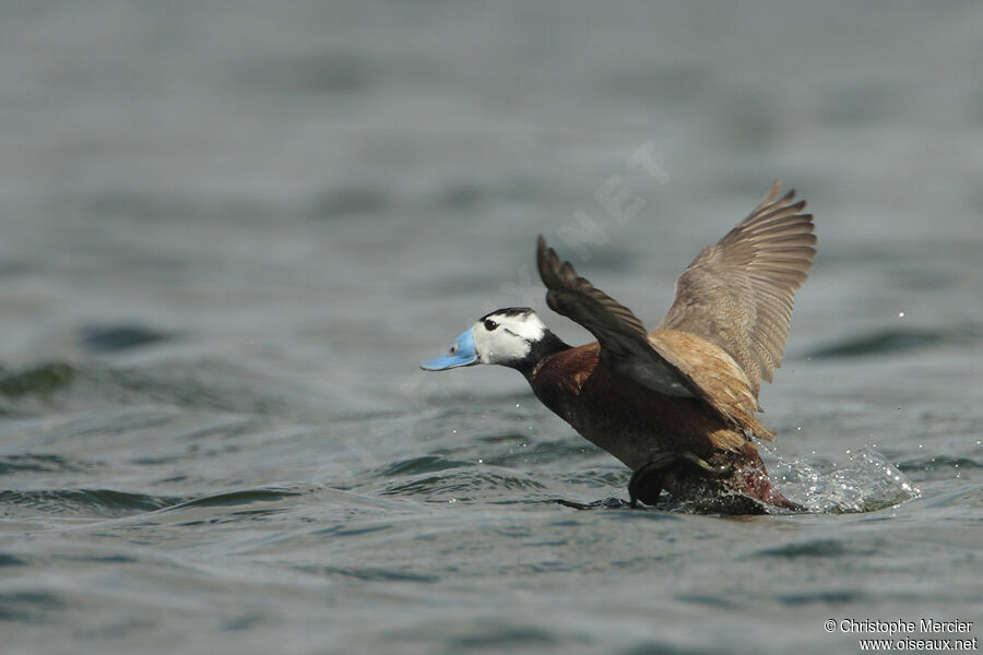 White-headed Duck