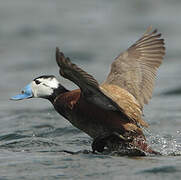 White-headed Duck