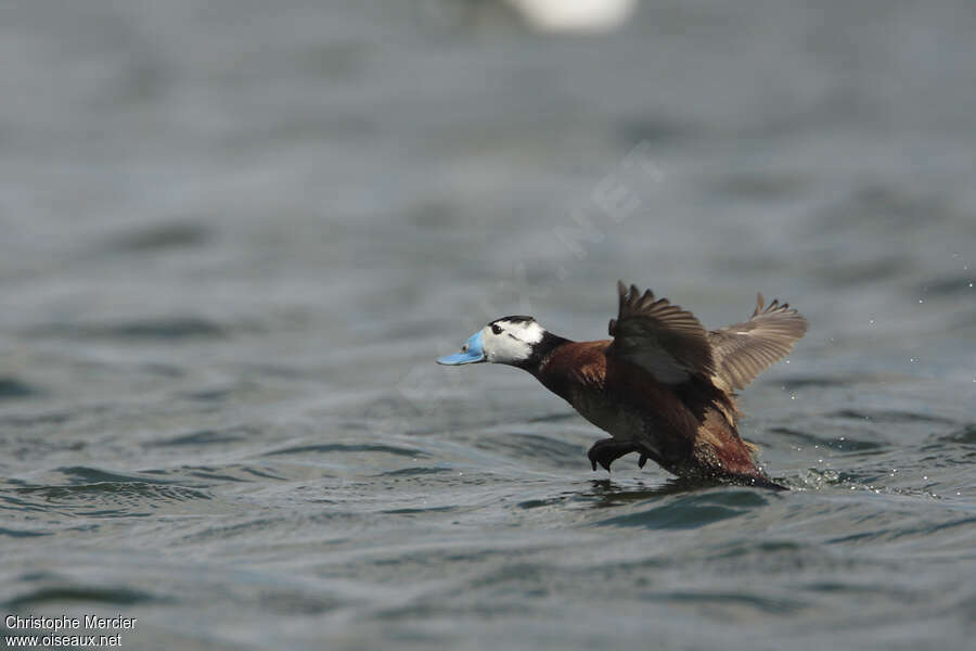 White-headed Duck male adult, Flight