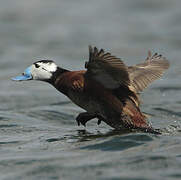 White-headed Duck