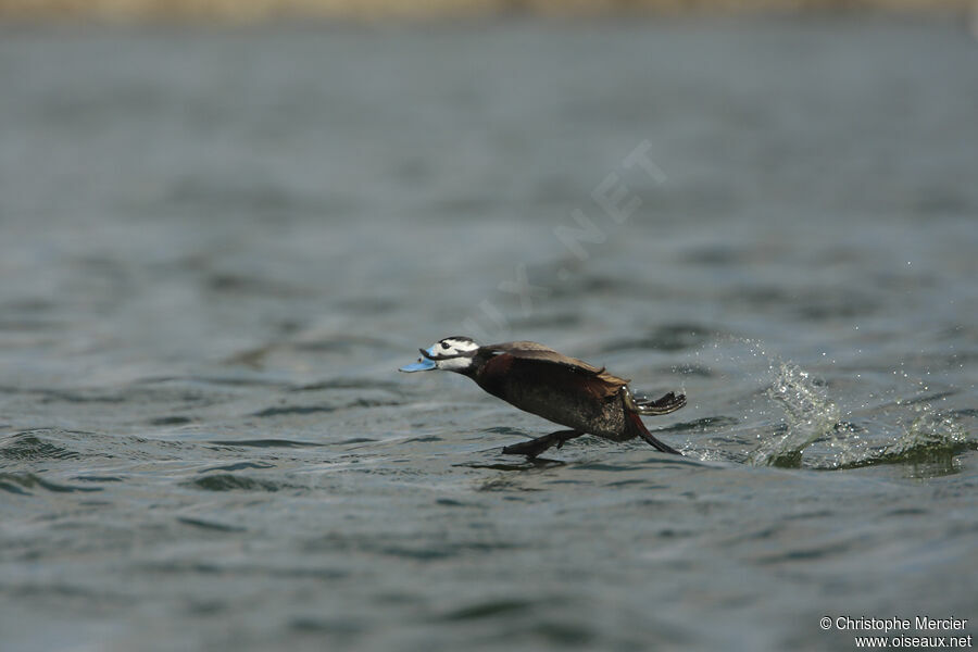 White-headed Duck