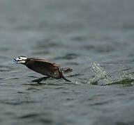 White-headed Duck