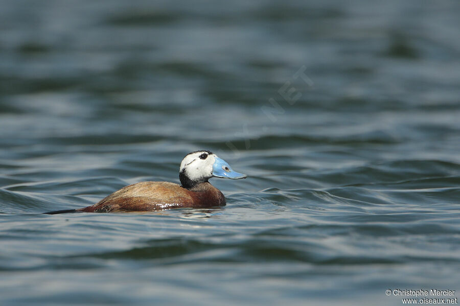 White-headed Duck male adult breeding, identification