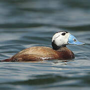 White-headed Duck