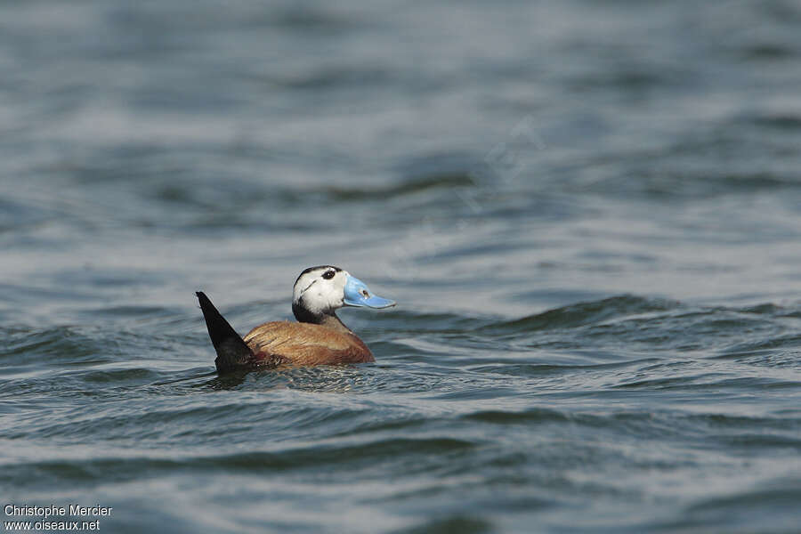 White-headed Duck male, pigmentation, Behaviour