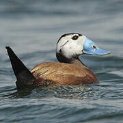 White-headed Duck