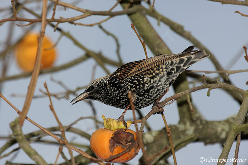 Common Starling