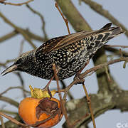 Common Starling