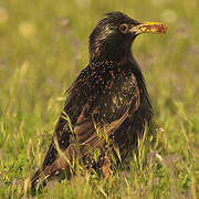 Common Starling