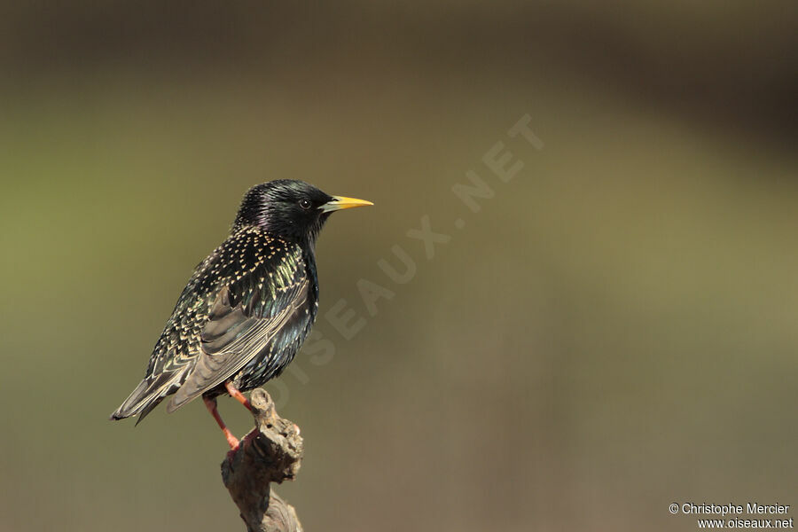 Common Starling