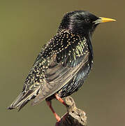 Common Starling