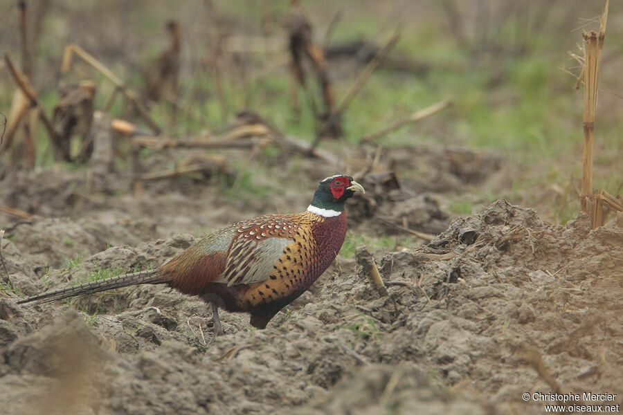 Common Pheasant