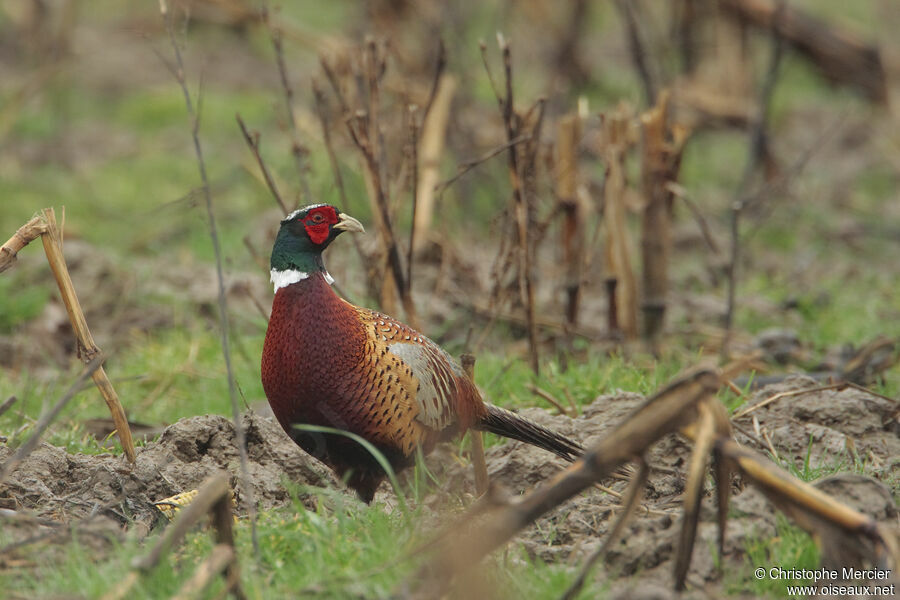 Common Pheasant