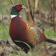 Common Pheasant