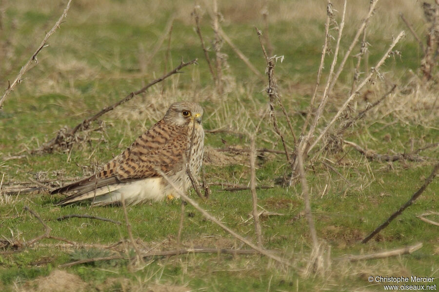 Faucon crécerelle