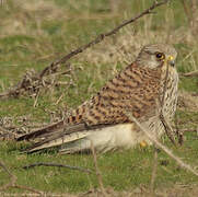 Common Kestrel