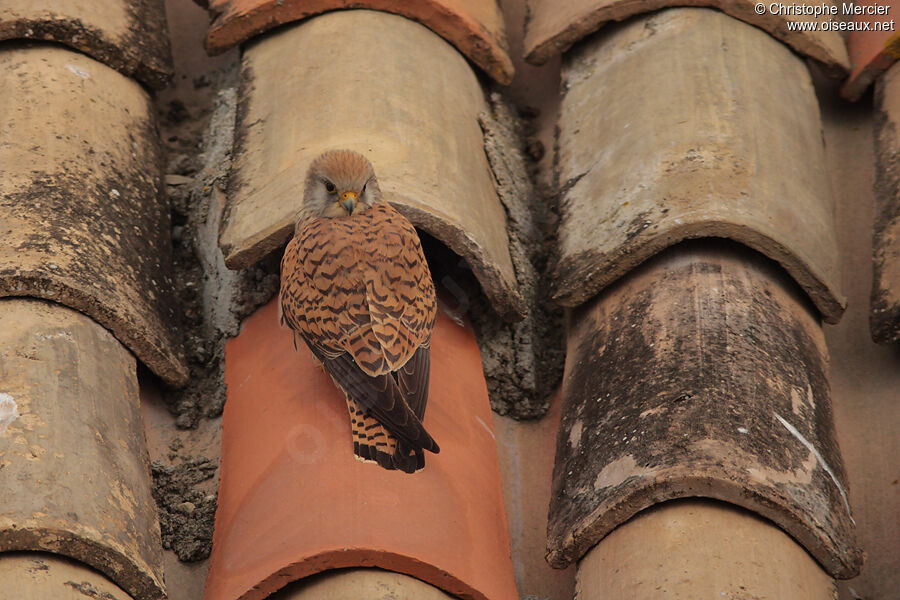 Lesser Kestrel