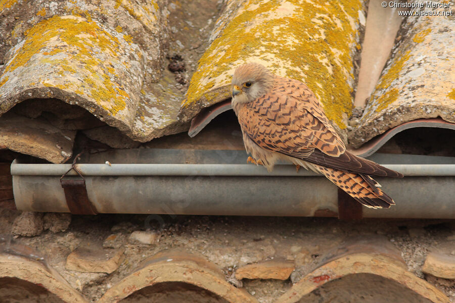 Lesser Kestrel