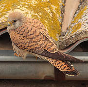 Lesser Kestrel