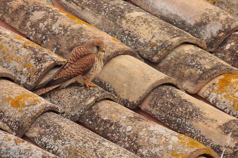 Lesser Kestrel female adult, habitat