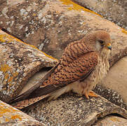 Lesser Kestrel