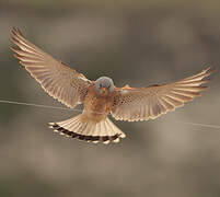 Lesser Kestrel