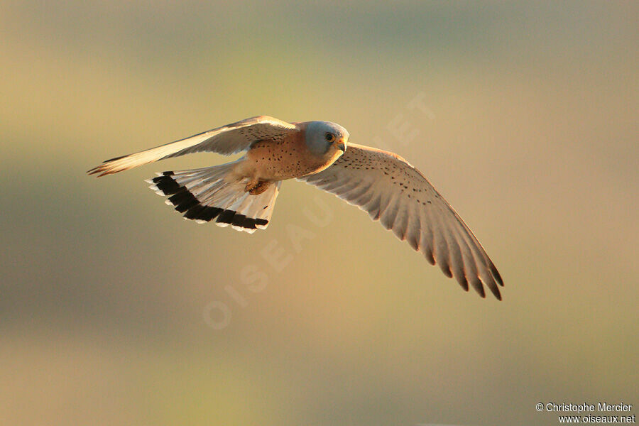 Lesser Kestrel