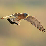 Lesser Kestrel