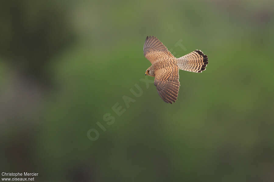 Lesser Kestrel female adult, Flight